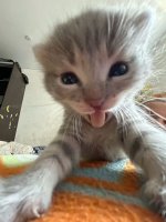 IMG_7049.jpeg