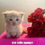 IMG_8847.jpeg