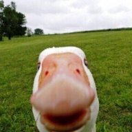 Giga_Goose